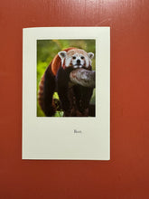 Load image into Gallery viewer, Greeting cards, get well, feel better support, thinking of you, condolence, pet condolence
