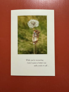 Greeting cards, get well, feel better support, thinking of you, condolence, pet condolence